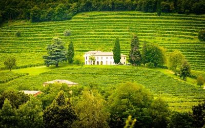 Faire un stage dans l’import / export de vin et spiritueux