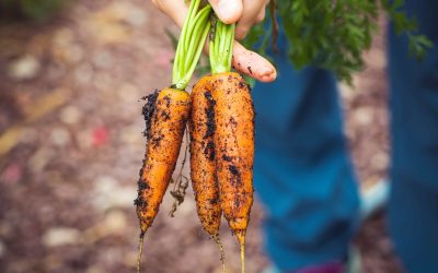 Où mange-t-on le plus bio en Europe ?