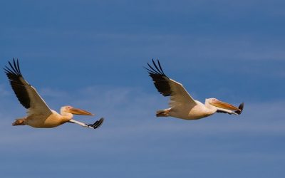 I’m in Dakar, where could I go during my internship in Senegal ?