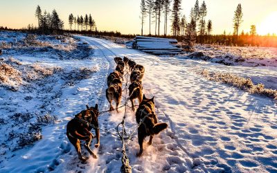 TOP 10 anecdotes sur la Finlande