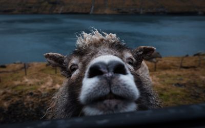 Je suis en Norvège, où voyager pendant mon stage à l’étranger ?
